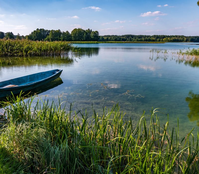 old wooden boat in the reed bushes on the bank of wide river or lake